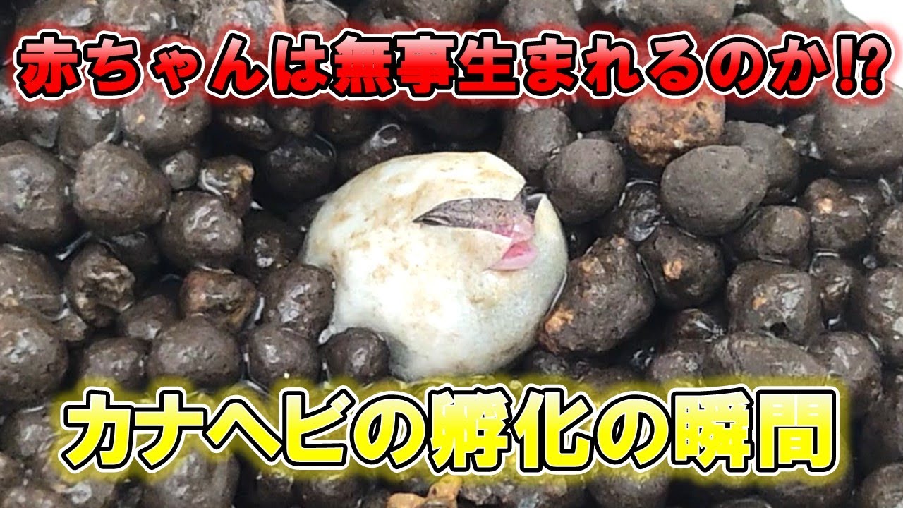 【カナヘビの孵化の瞬間】カナヘビ赤ちゃん誕生⁉