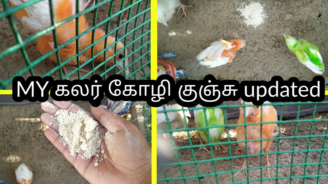 My‌ கோழி குஞ்சு updated video sanjay fish farm