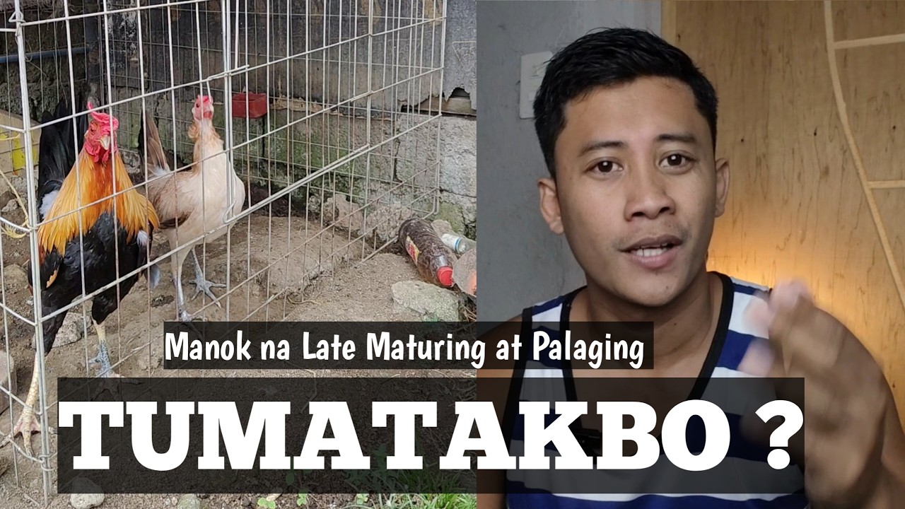 Dapat Gawin Sa Manok Na Late Maturing | Lagi Na Lang Tumatakbo | Linyada ng Mamay