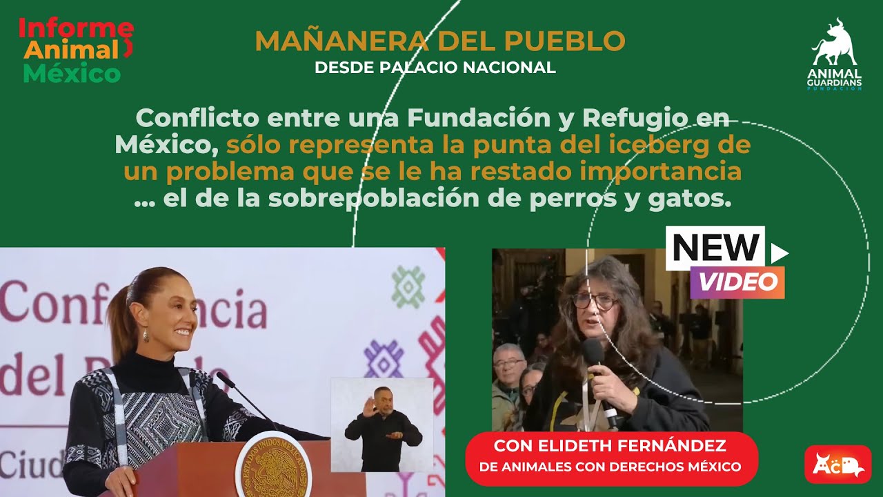 Conflicto entre fundación y refugio destapa una crisis animal en México