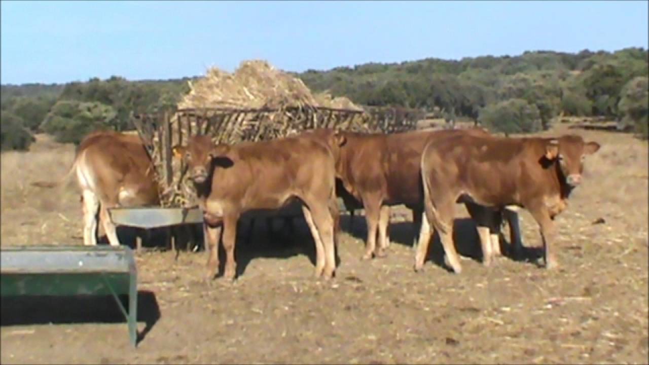 Herdade Comenda Grande - Bovinos Limousine