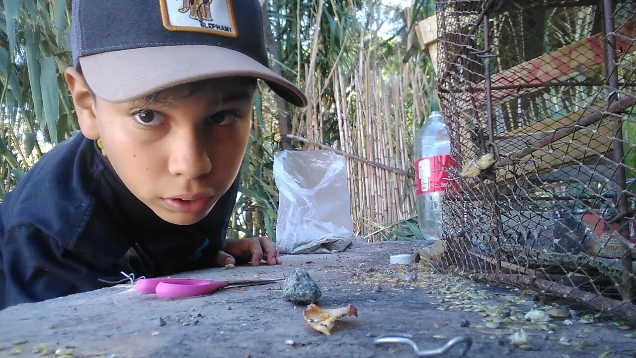 Le doy de comer a mis pájaros .✌️