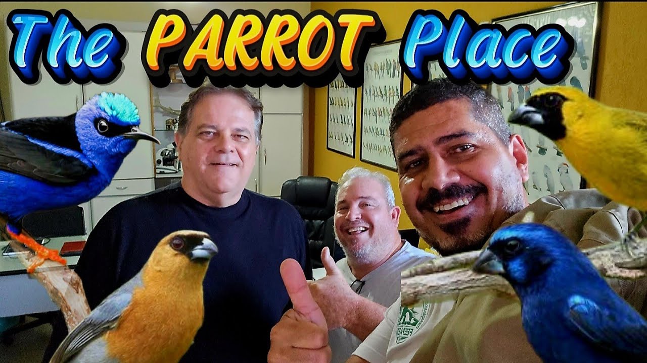 Também tem passeriformes de várias espécies.