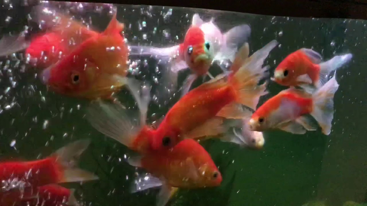 Inside The Mind of a Seducer: Understanding the Alpha Male