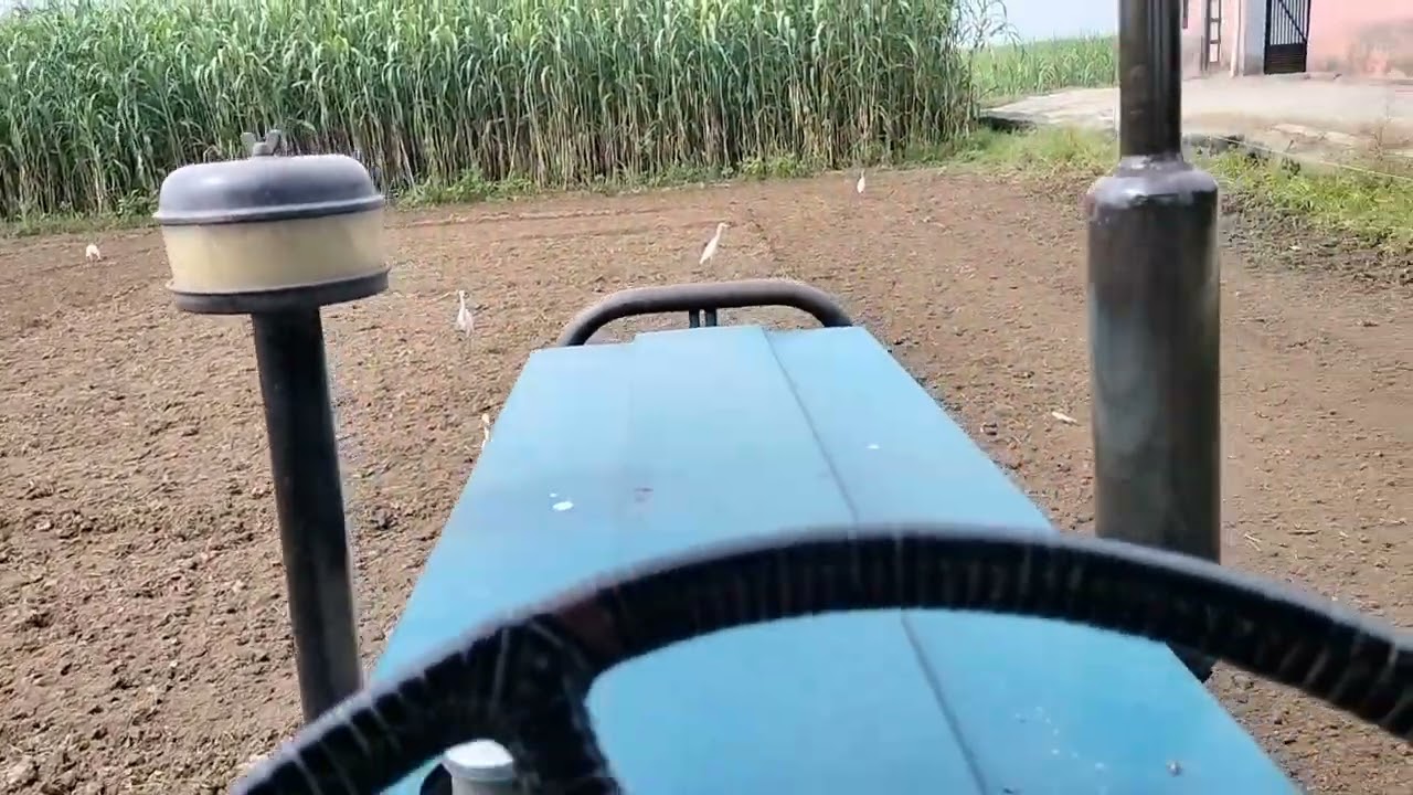 आज 3 अगस्त को हरी गंगा ज्वार की बुआई करी