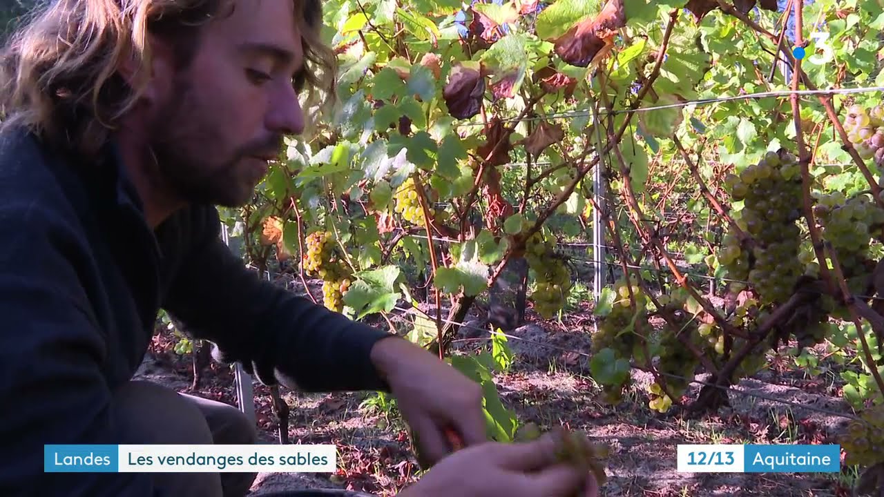 Landes : le mill&eacute;sime du vin des sables s'annonce prometteur