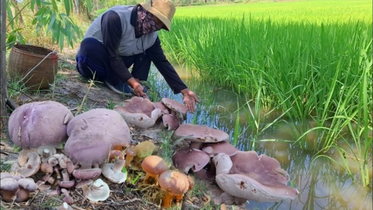 มาแล้วๆ !!! เก็บเห็ดยูคา ตามข้าวนาปรังรอบค่ำ เจอะเเล้ว ต่อแถวกันออกเลย คนมาเอาไปหมดเลย!! 26/ก.พ/68