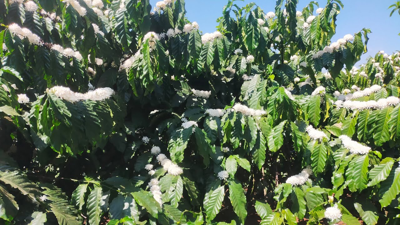 Làm bông cà phê đạt hiệu quả đậu trái non tốt nhất và đơn giản ( DALAT TC)