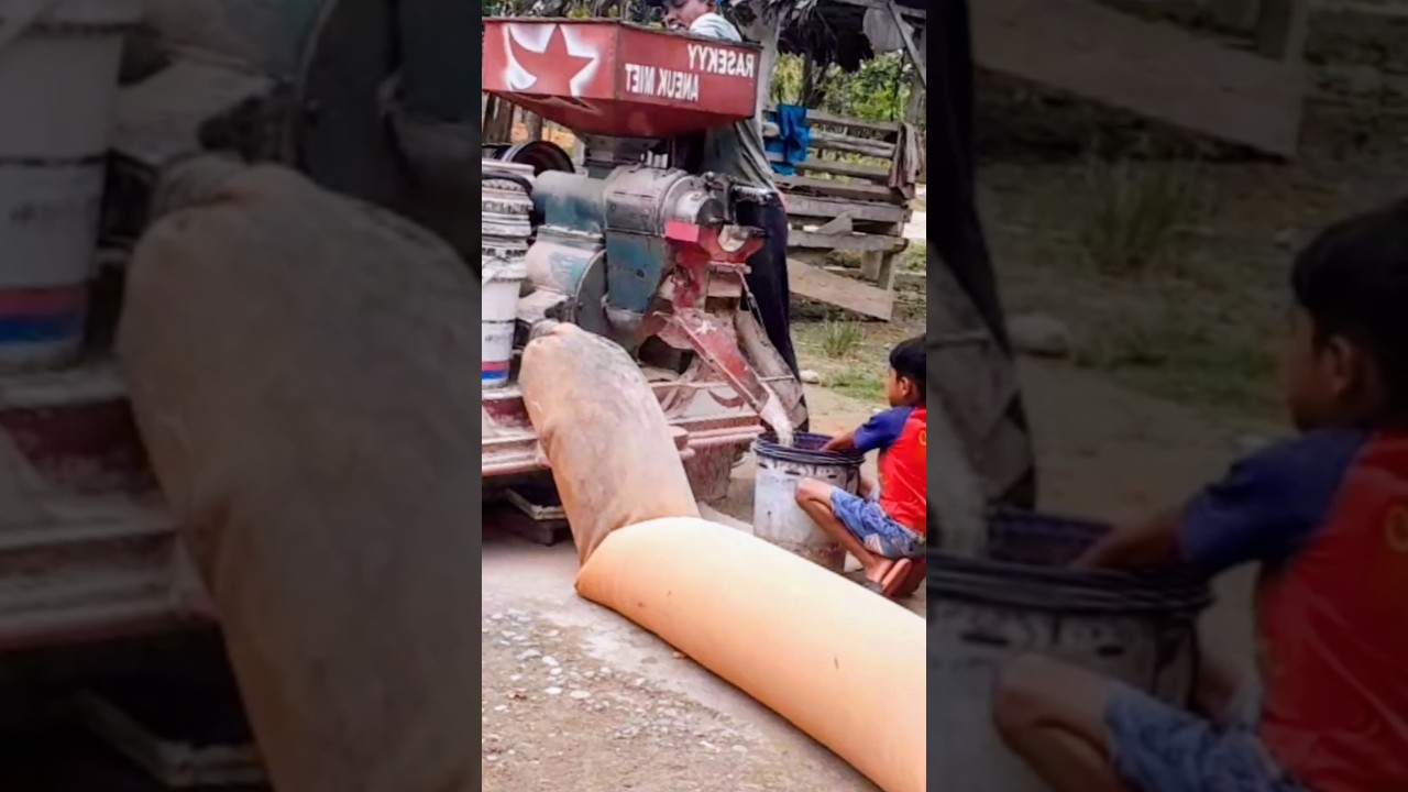 Traditional auto ricemill #farming #mesinpadi #seleppadi #shortvideo