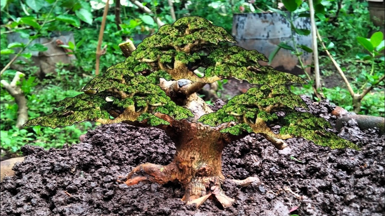 Bonsai Sancang bogel calon juara