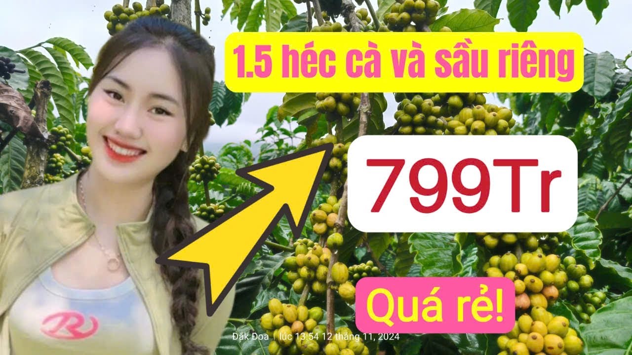 Bán nhà vườn cà phê sầu riêng đẹp giá rẻ, bất động sản đất vườn Gia Lai.