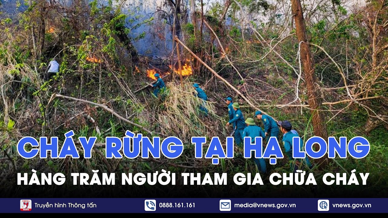 Quảng Ninh đối mặt với nạn cháy rừng liên tiếp trong khi chưa khắc phục xong hậu quả của bão số 3