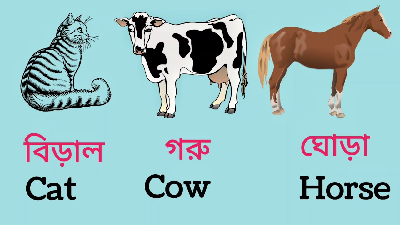 বিভিন্ন পশুর নাম | Animals Names in Bengali & English