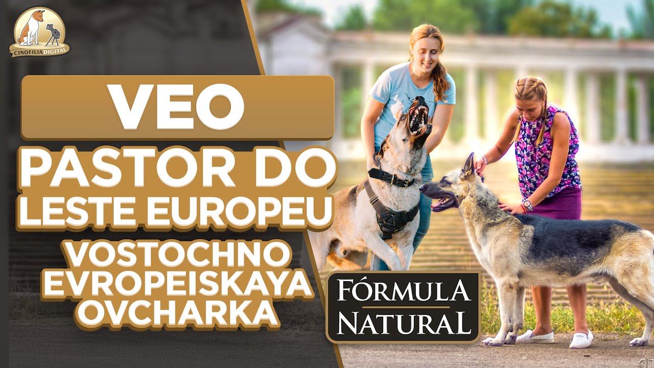 Pastor do Leste Europeu | VEO | Cinofilia Digital