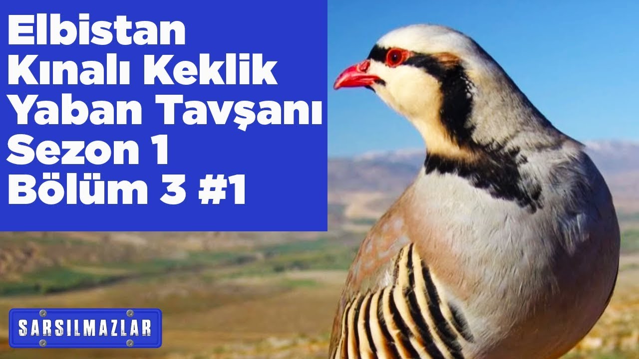 Elbistan Kızılkandil Kınalı Keklik ve Yaban Tavşanı Avı Sarsılmazlar 1.Sezon 3.B&ouml;l&uuml;m 1 Yaban Tv