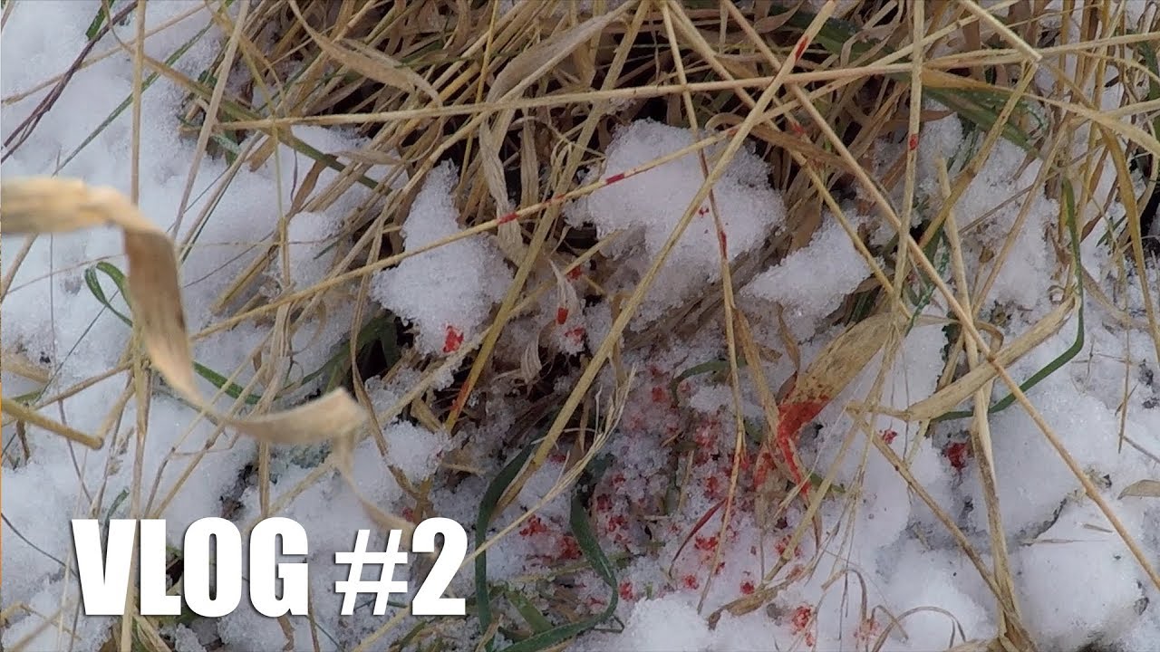 Big Buck Shot!? MN Deer Hunting | Gould Brothers VLOG