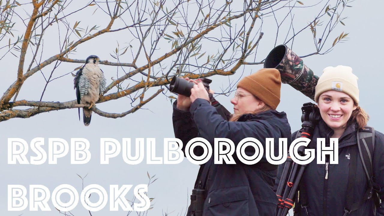 One of our FAVOURITE local nature reserves! A trip round RSPB Pulborough Brooks
