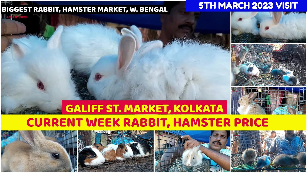 Current Week Rabbit, Hamster Price| Galiff Street Cheapest Pet Market, Kolkata  5th March 2023 Visit