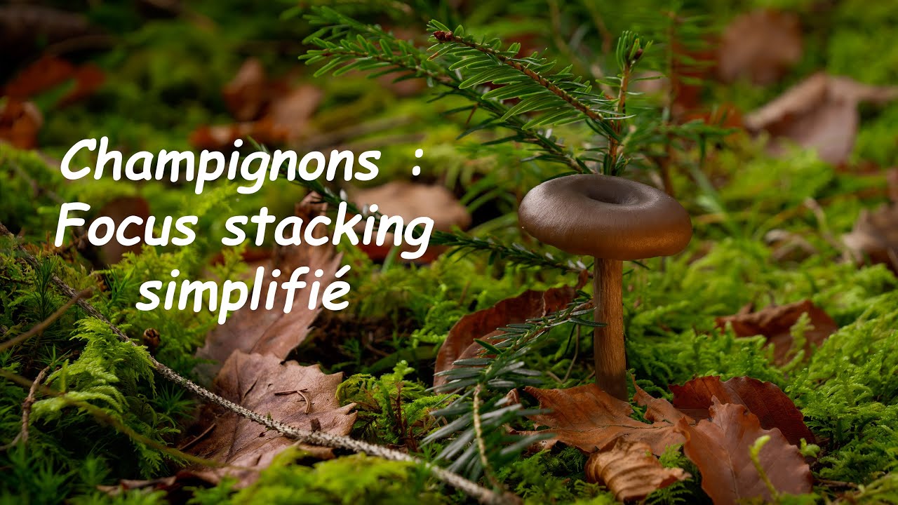 Ma méthode pour simplifier et mieux maîtriser le focus stacking sur un champignon