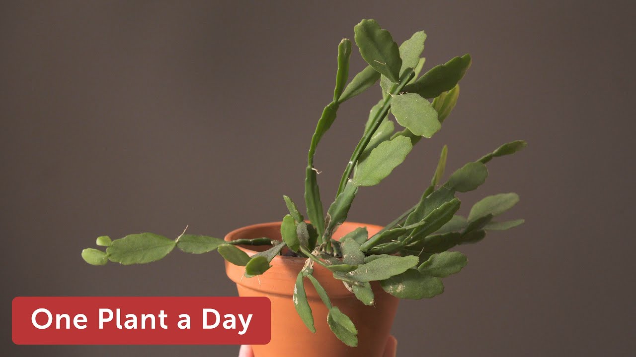 Rhipsalis agudoensis Houseplant Care—96 of 365