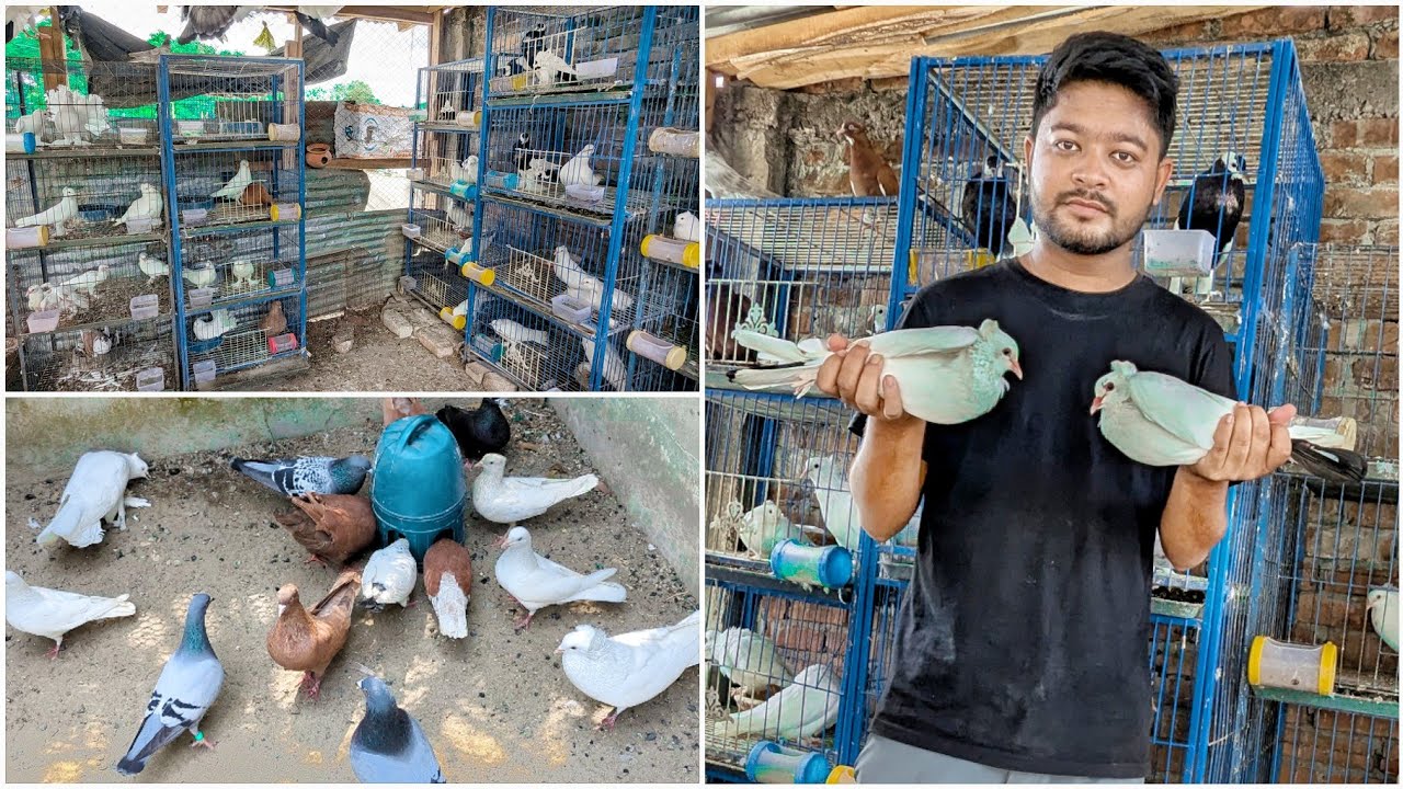কবুতর নিয়ে নিলাম কিছু কিন্তু অন্য কারো জন্য 🫤