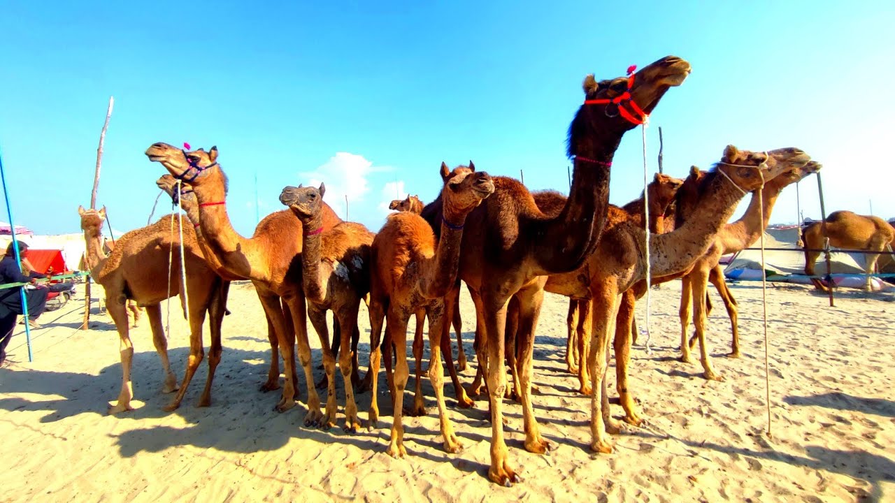 Camel Mandi 2023 || Biggest Camel Mandi || Camel Rates