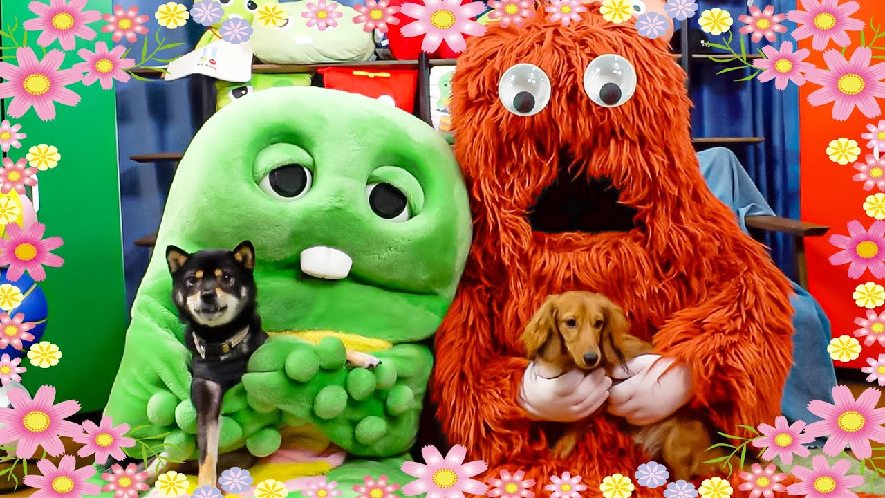 新しいお友達を紹介します♪ミニチュアダックスフンドのジェイくんですっ！仲良くしてね♫ #dog #わんこ #わんちゃん #ガチャピン #ムック #ガチャムク
