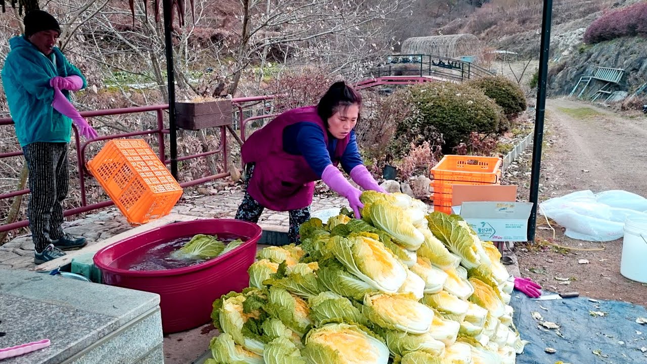 김장김치 맛깔나게 담그기 1편! 전라도 김장엔 재료부터 달라요 ~