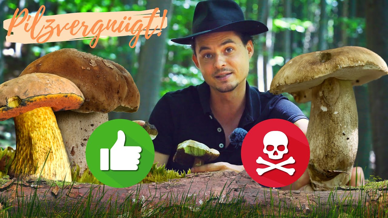 VORSICHT!! Pilzvergiftung mit Steinpilzen 🚨Ungenie&szlig;bare, alte und defekte Pilze erkennen 🧐