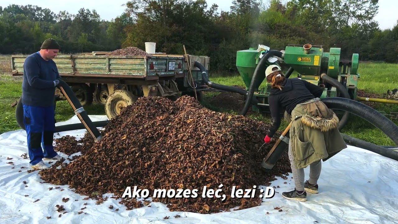 Berba lješnjaka. Mehanički skupljači i usisavač za komušanje :)