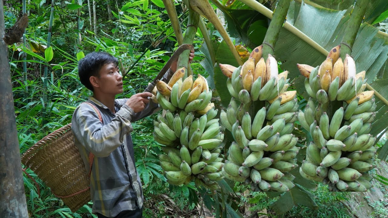 Harvesting giant bunches of ripe bananas for sale - Cooking alone | Triệu Văn Tính