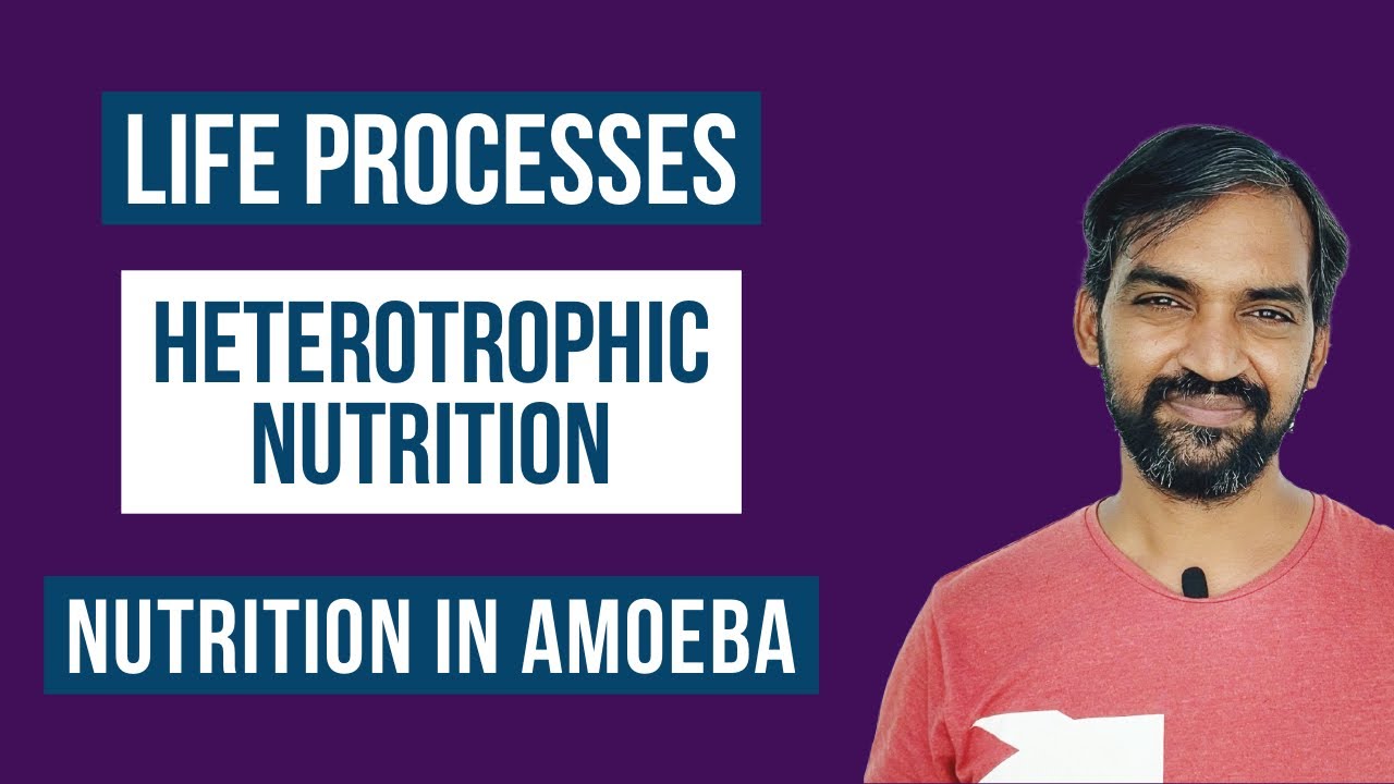 Life processes CBSE Class 10 | Heterotrophic nutrition | Nutrition in Amoeba