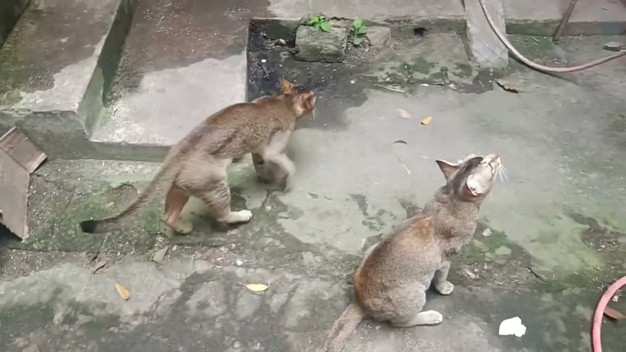 omg😻😻❤cutemy cat #cat #anmals😻🤨😻 #cuteanimal #cute #kitten #cutepet #funnycat #funnyanimal