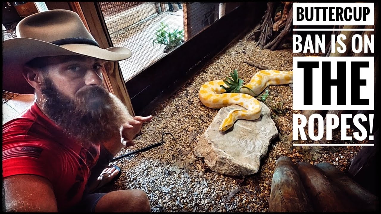 Giant Python Ban Overturned?