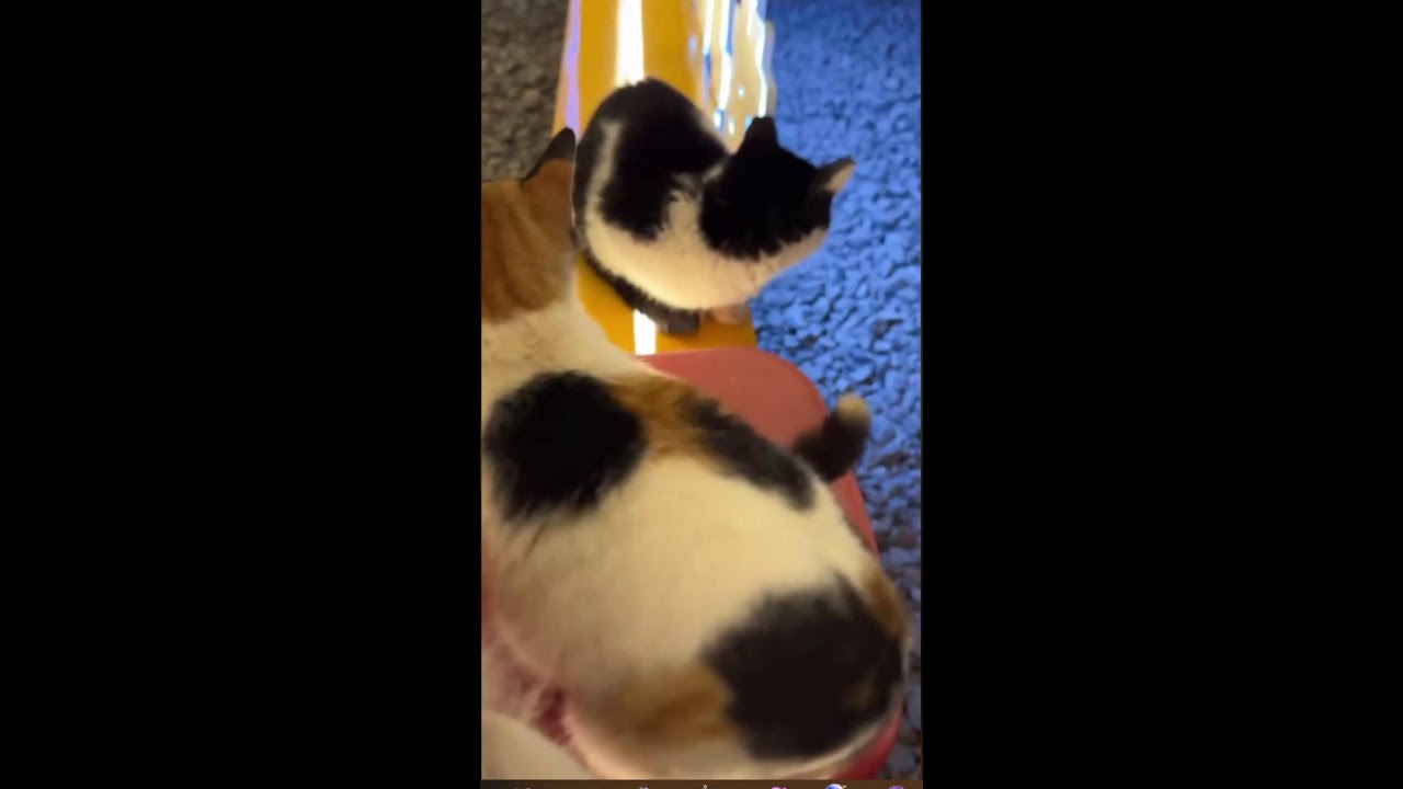 cute cats #MEOTOMDETHUONG. #cat #meo #meow