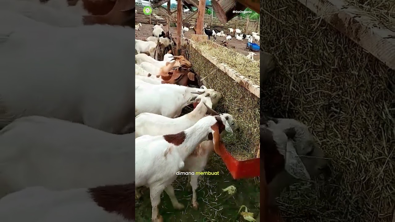 INOVASI PAKAN TERNAK KAMBING TERBUANG #peternakan #gdmorganik #kambing