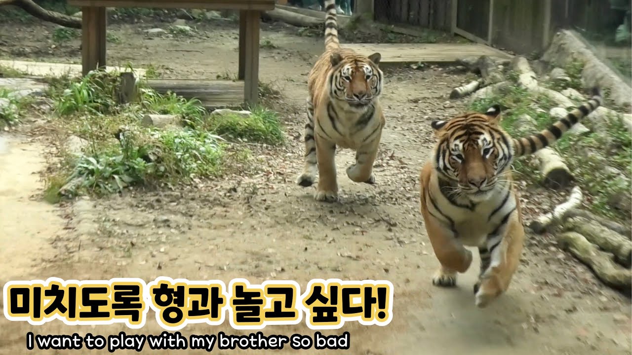 [에버랜드 호랑이] 형 다운이에게 장난치지만 오히려 줘터지는 동생 호랑이 나라🤣 나라는 형과 놀고 싶은 듯ㅋㅋ