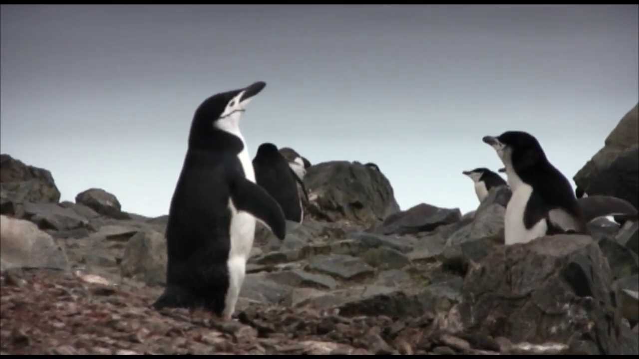 Hungry Penguin Chicks in the Antarctic Peninsula