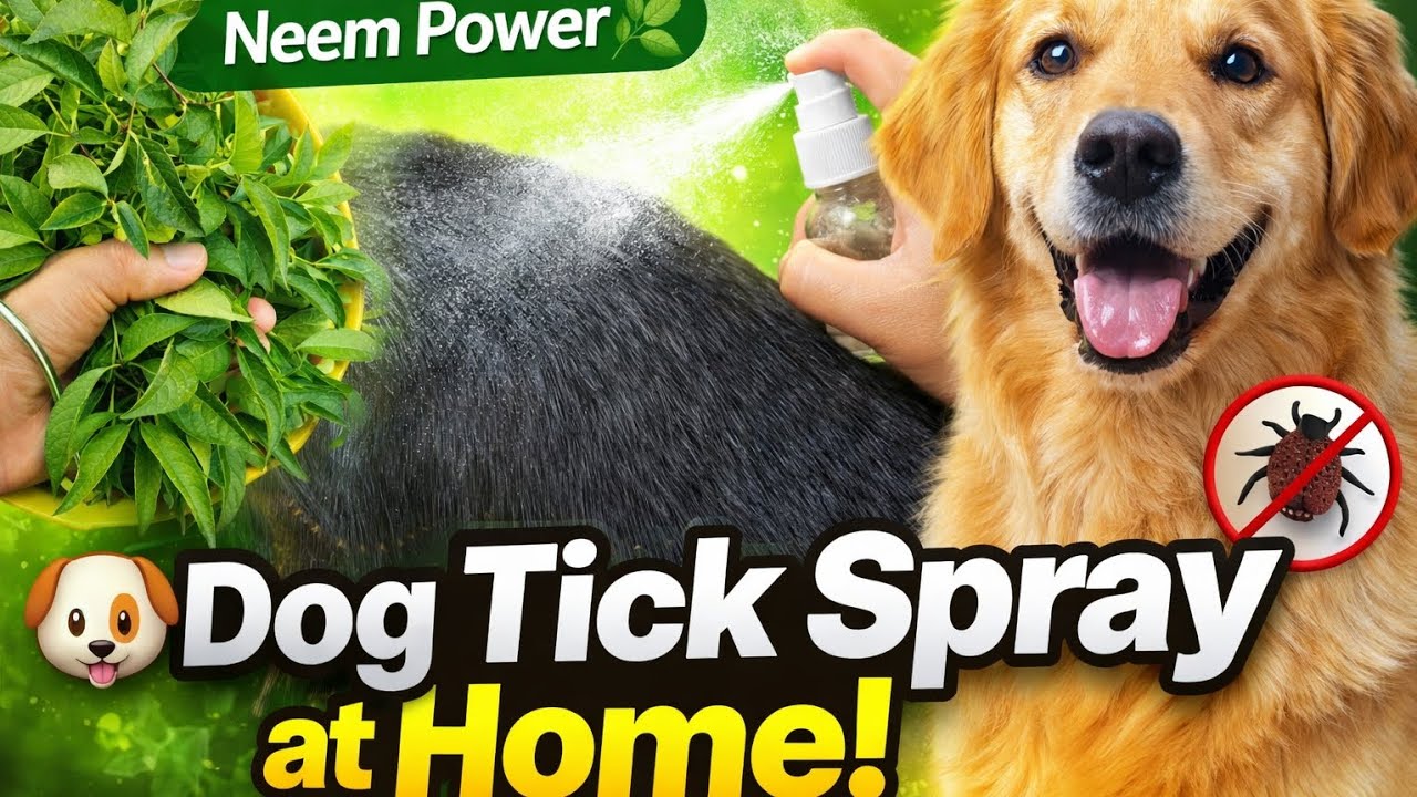 Homemade Dog Tick Spray Using Neem | Natural Tick Treatment for Dogs 💯 % working 😍 