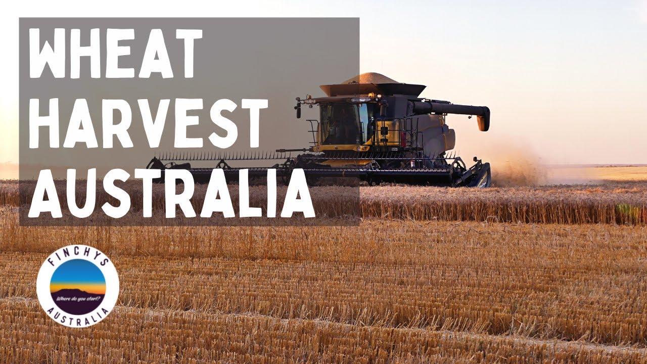 Wheat Harvesting in Australia