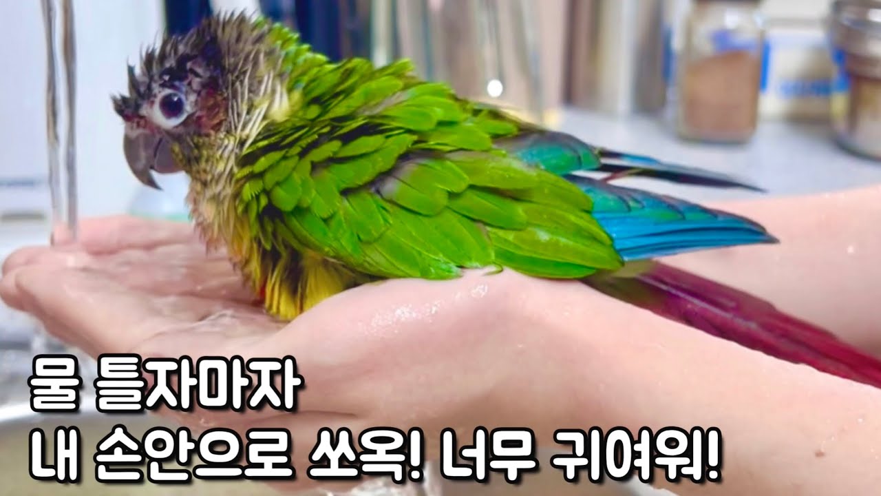 손안에서 목욕한뒤 추울까봐 따순바람 틀어줬더니 꾸벅꾸벅 조는 아기앵무새!귀여워!#앵무새 #코뉴어