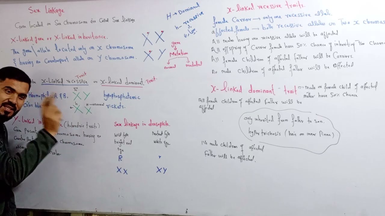L 14 updated sex linkage X linked and L linked traits