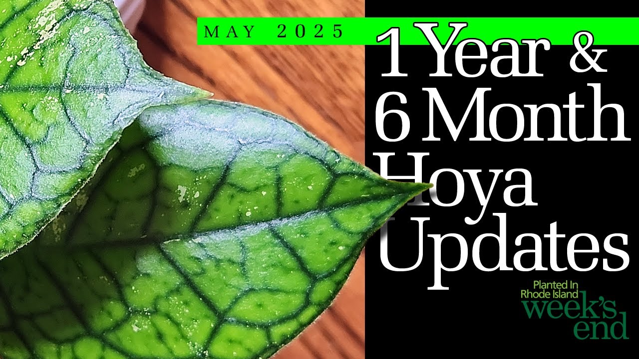 1 YEAR & 6 MONTH HOYA UPDATES | How They’re Doing Now – Hoya finlaysonii, Hoya versteegii, and More