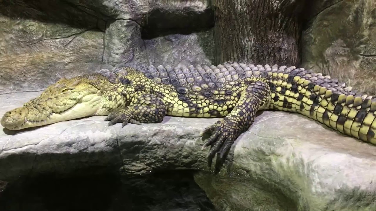 VERLOSUNG VON MISTER MEK MIT DEN KROKODILEN. MISTER MEK F&Uuml;TTERT KROKODILE.