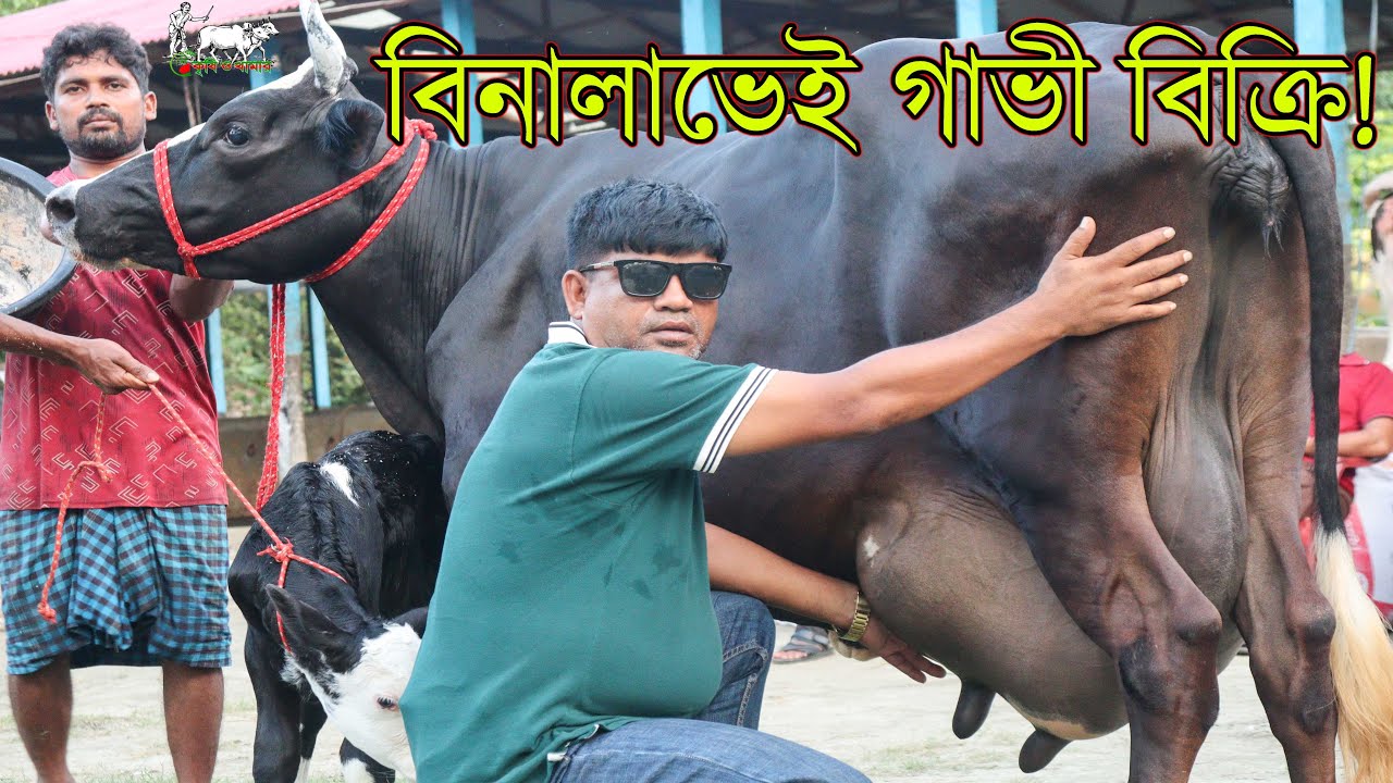 কাউন্সিলর সুলতান ভাইয়ের চালান দামেই গাভী বিক্রি। এত কমদামে গাভী আর দেশে কেঊ দিতে পারবে না। KRISHI TV