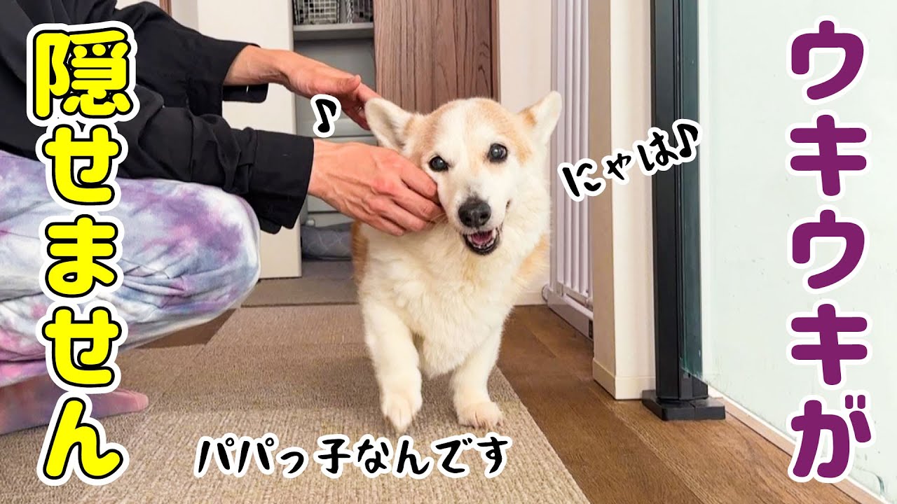 平日休み！？パパが家にいるだけでハッピーオーラ全開なシニアコーギー