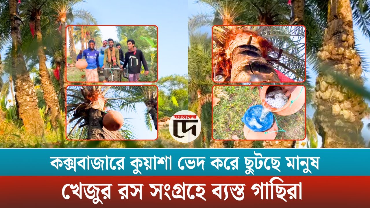 কক্সবাজারে কুয়াশা ভেদ করে ছুটছে মানুষ: খেজুর রস সংগ্রহে ব্যস্ত গাছিরা