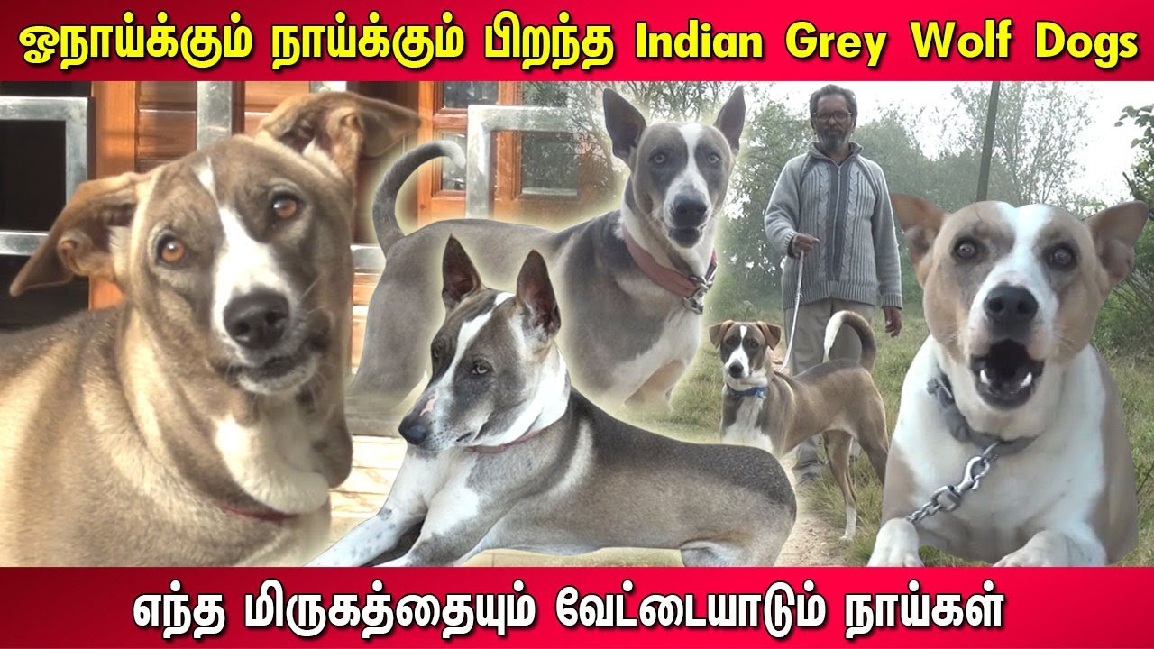 ஒநாய்க்கும்  நாய்க்கும்  பிறந்த Indian Gray Wolf Dogs |  Indian Dog Breed