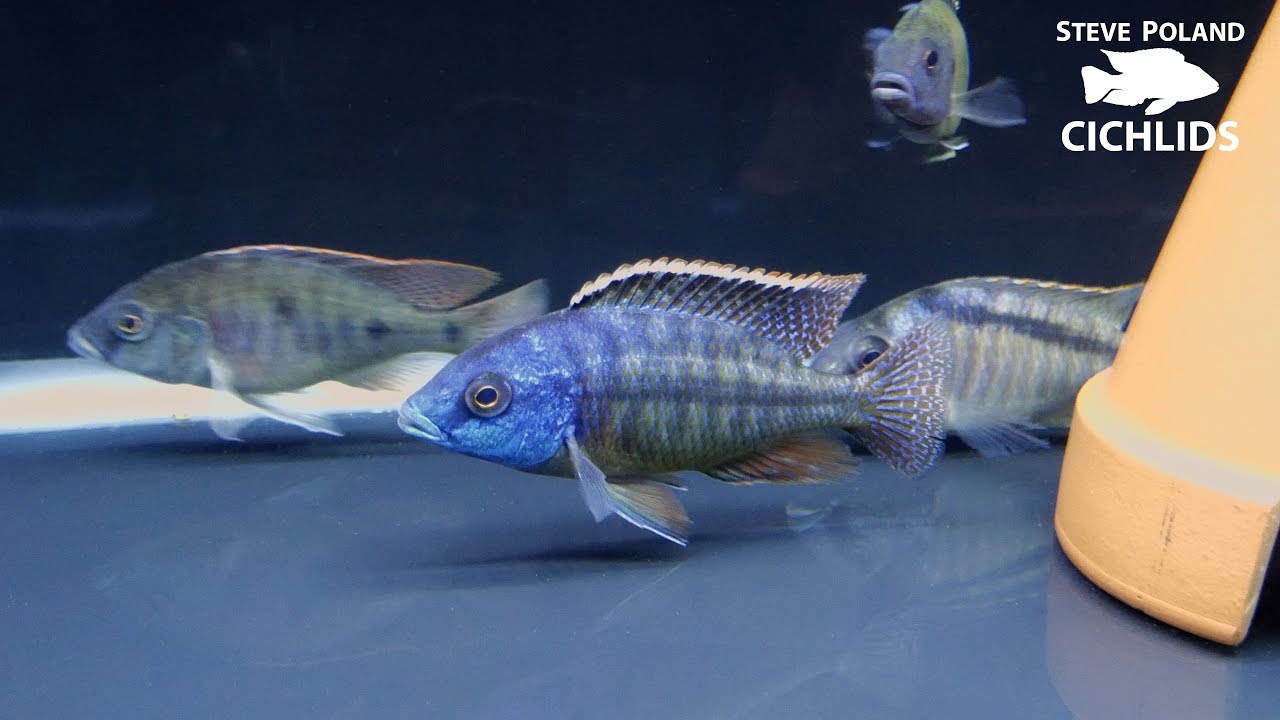 Unboxing New Fish from Brandy Kircher