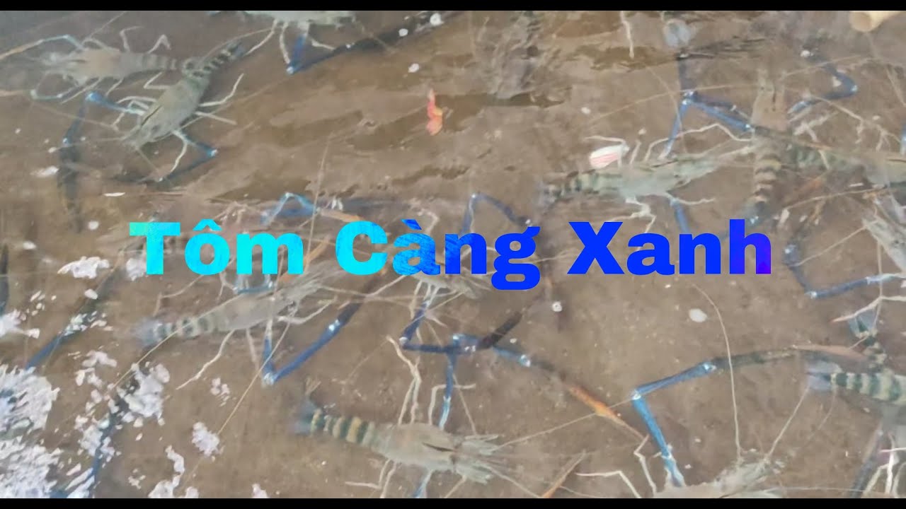 TÔM CÀNG XANH TRONG BỂ NUÔI 